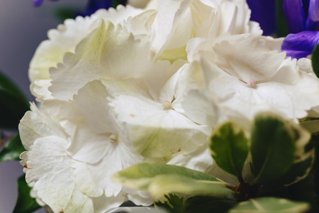 Hydrangea in vase on dark background in studioの写真素材