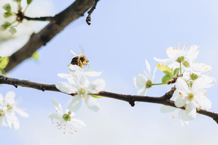 bee flying over cherry or apple blossom at srping