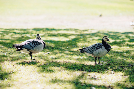 The black geese of the genus Branta at park on grass in shadows