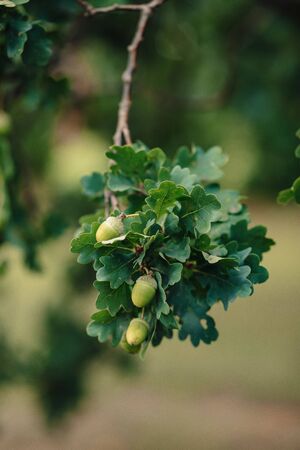 acorns on an oak with leaves close-upの写真素材