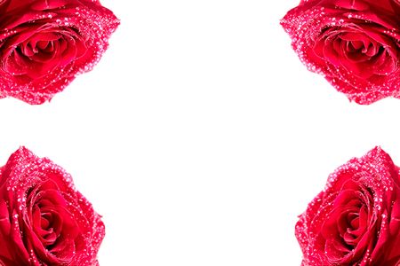 View of four wet red rosebuds in the corners of photoの写真素材