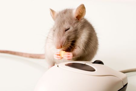 Rodent is gnawing a piece of cheese near the computer mouseの写真素材