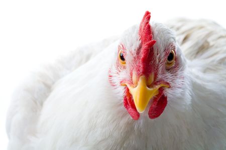 Close-up of white chicken looking at camera in studioの写真素材