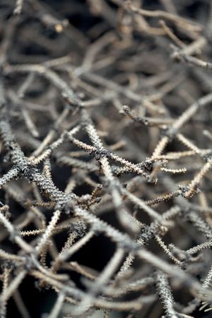 Macro image of dry thin fir branchesの写真素材