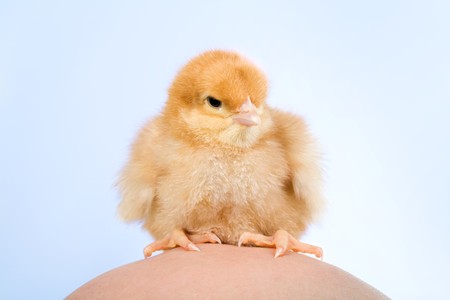 Image of cute yellow fluffy baby bird sitting on human bald head over blue backgroundの写真素材