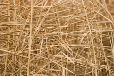 Close-up of dry culms of grass with leavesの写真素材