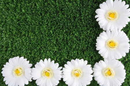 Background of white chrysanthemums on grassy landの写真素材