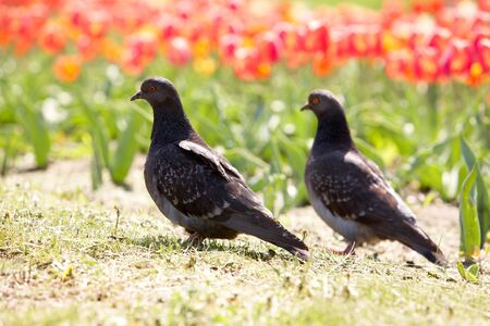 Image of two pigeons on background of flowers outdoorsの写真素材