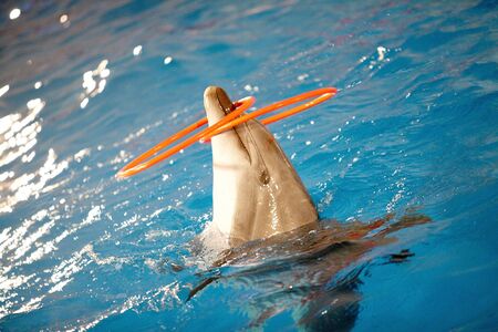 Close-up of playful dolphin in water with two plastic hoops on noseの写真素材