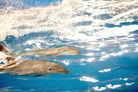 Couple of cute dolphins swimming under waterの写真素材