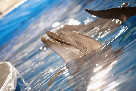 Close-up of happy dolphin playing in waterの写真素材