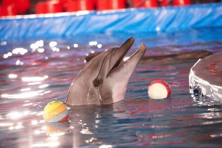 Close-up of playful dolphin in water with two balls near byの写真素材