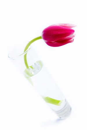 Image of bright pink tulip in a glass of water on a white backgroundの写真素材