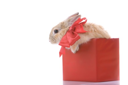 Image of fluffy rabbit with red bow in red giftboxの写真素材