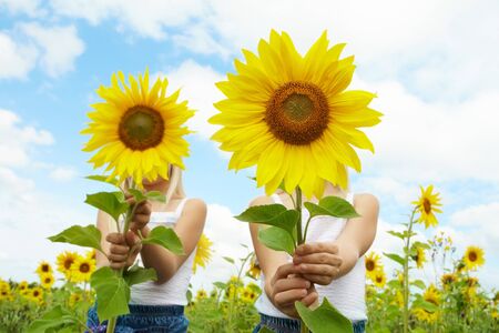 Portrait of cute girls hiding behind sunflowers on sunny dayの写真素材
