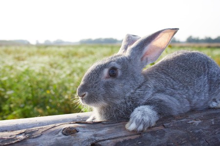 Image of cautious grey bunny lying on dry tree trunk outdoorの写真素材