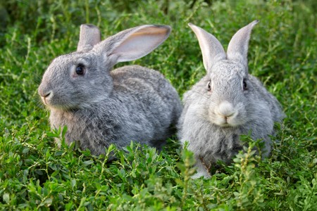 Image of two grey rabbits in green grass outdoorの写真素材