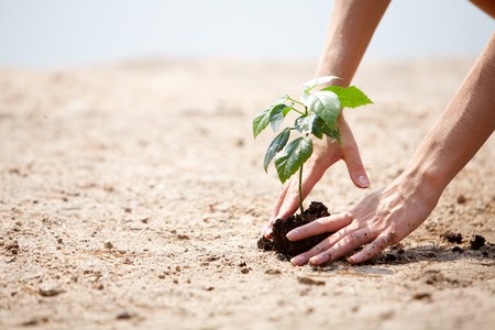 Close-up of human hands taking care of green branch with leaves in soil