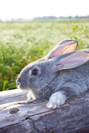 Image of cautious grey bunny lying on dry tree trunk outdoorの写真素材