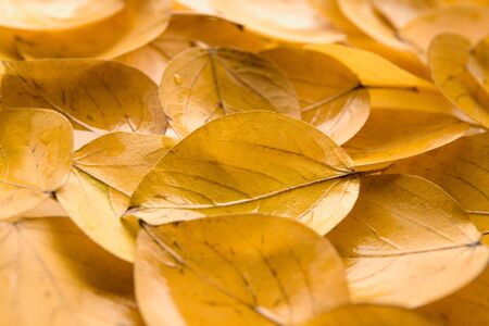 Background of autumnal leafageの写真素材