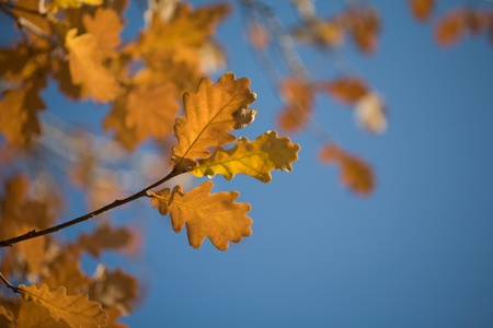 Image of oak branch with dry leaves against blue backgroundの写真素材