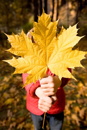 Close-up of childish hand with dry maple leaf giving it to youの写真素材