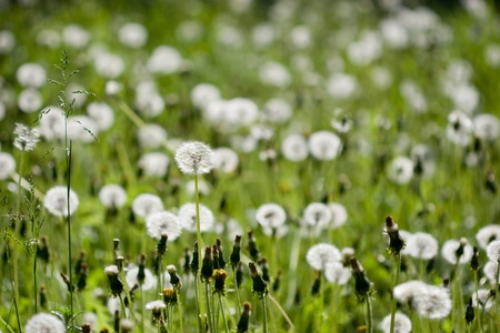 Background of nice dandelions in grass at summerの写真素材