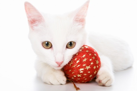 Image of white cat with red toy ball in studio over white backgroundの写真素材