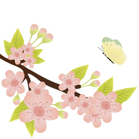 Vector illustration of cherry-tree branch in bloom and a butterfly のイラスト素材