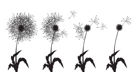 Vector illustration of several dandelions loosing their fuzzesのイラスト素材