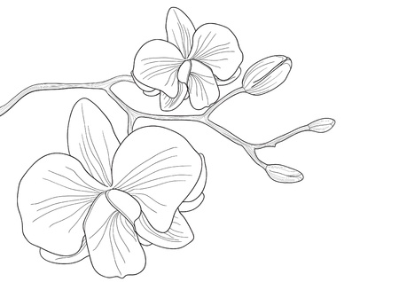 Vector illustration of orchid flower on white background のイラスト素材