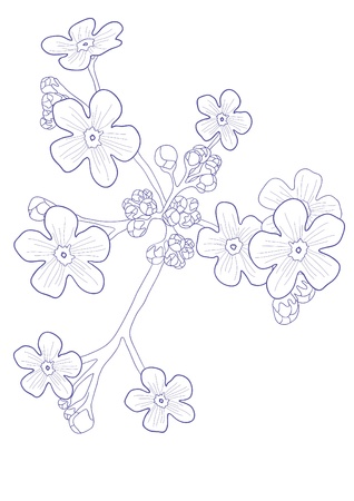 Vector illustration of beautiful wildflower - forget me notsのイラスト素材