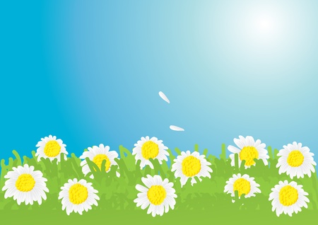 Vector illustration of beautiful chamomile meadowのイラスト素材