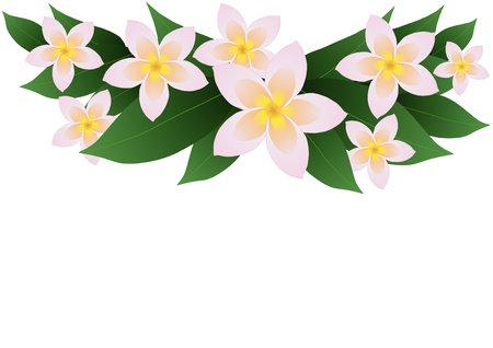 illustration of frangipani plumeria border    のイラスト素材