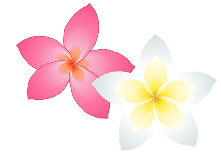 illustration of two frangipani flowers isolated on white     のイラスト素材