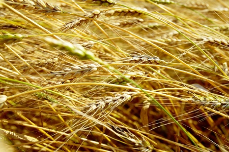 Horizontal image of wheat ears in autumnの写真素材