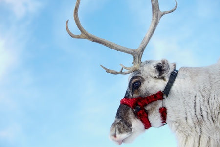 Side view of reindeers head の写真素材