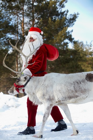 Santa Claus walking with his reindeer in the wood の写真素材