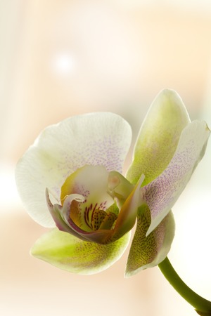Macro image of delicate white orchidの写真素材