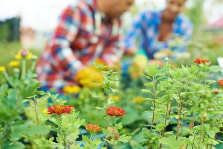 Summer flowers on background of gardeners workingの写真素材