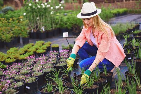 Female gardener replanting green seedlings or flowersの写真素材
