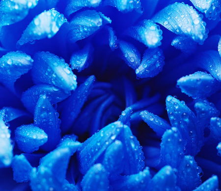 Blue chrysanthemum with water dropsの写真素材