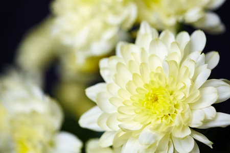Macro image of white chrysanthemum