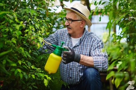 Mature man gardening in green-houseの写真素材