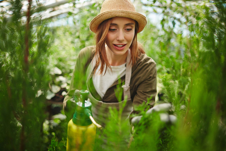 Girl in protective gloves, hat and apron taking care of thuja treesの写真素材
