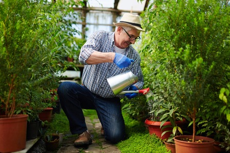 Mature man watering his trees in green houseの写真素材