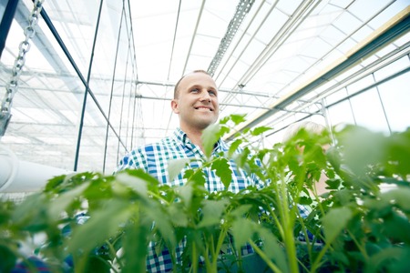 Happy farmer among plants in glasshouse