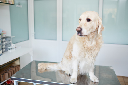 Fluffy patient in clinicの写真素材