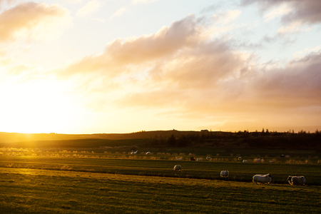 Herd of sheep grazing on plain in rural environmentの写真素材