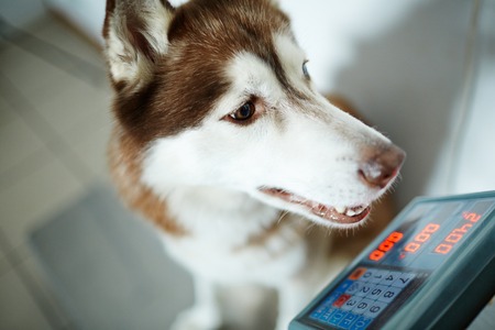 Weight of dogの写真素材